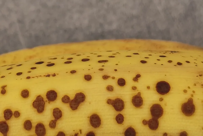 Dettaglio ravvicinato di una banana matura macchiata, su uno sfondo grigio sfocato.
